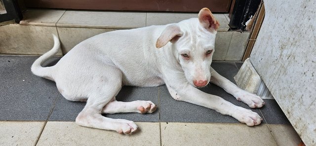 Snow - Mixed Breed Dog