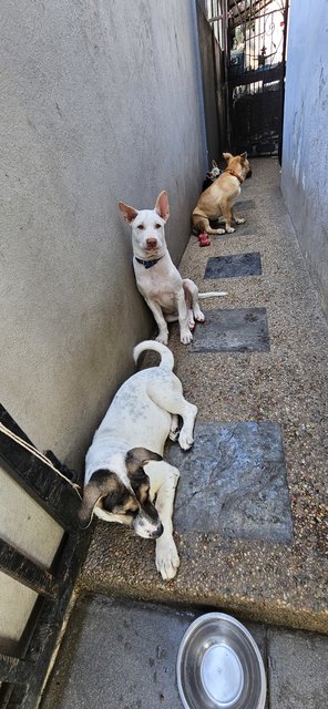 Snow - Mixed Breed Dog