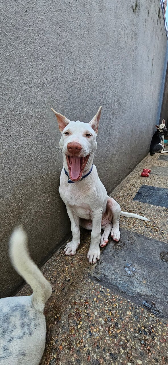 Snow - Mixed Breed Dog