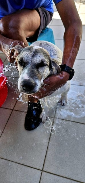 Spot - Mixed Breed Dog