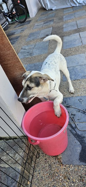 Spot - Mixed Breed Dog