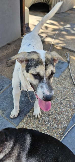 Spot - Mixed Breed Dog