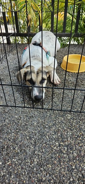 Spot - Mixed Breed Dog