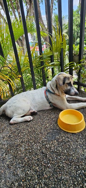 Spot - Mixed Breed Dog