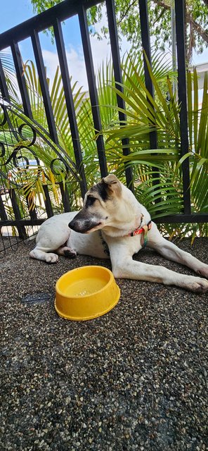 Spot - Mixed Breed Dog