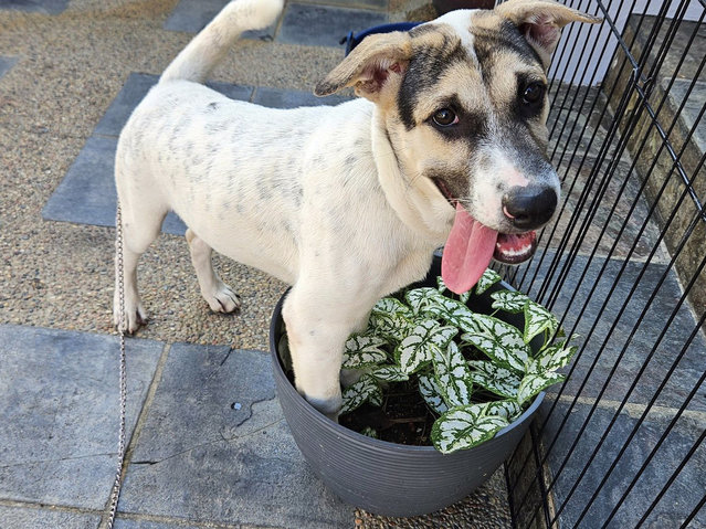 Spot - Mixed Breed Dog