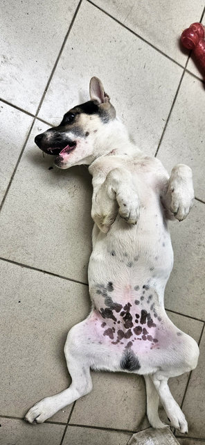 Spot - Mixed Breed Dog