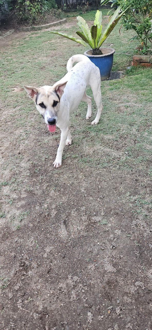 Spot - Mixed Breed Dog