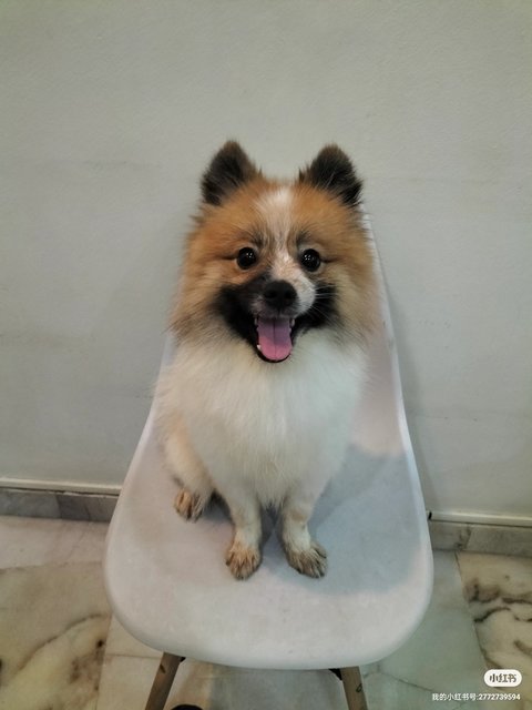 Fei Fei - Pomeranian Dog