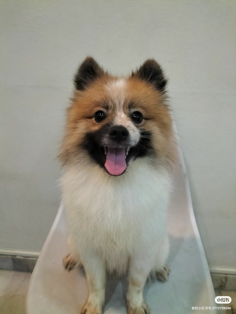 Fei Fei - Pomeranian Dog