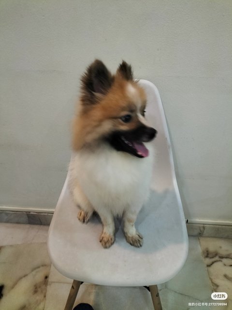 Fei Fei - Pomeranian Dog