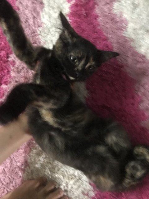 Mini Mucang - Tortoiseshell + Domestic Medium Hair Cat