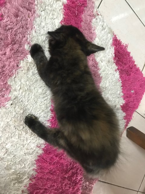 Mini Mucang - Tortoiseshell + Domestic Medium Hair Cat