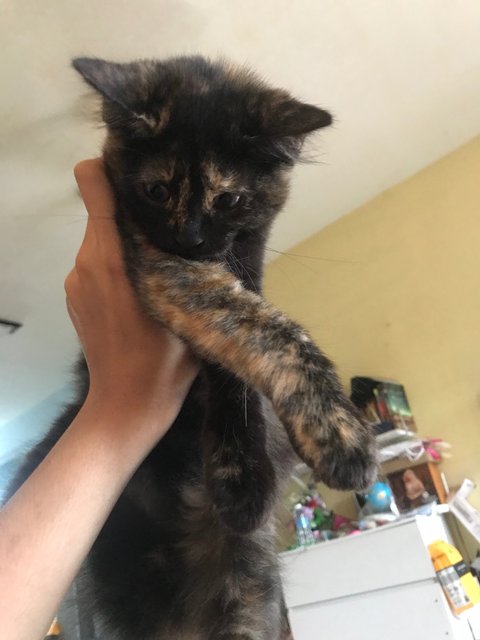 Mini Mucang - Tortoiseshell + Domestic Medium Hair Cat