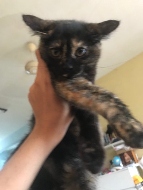 Mini Mucang - Tortoiseshell + Domestic Medium Hair Cat