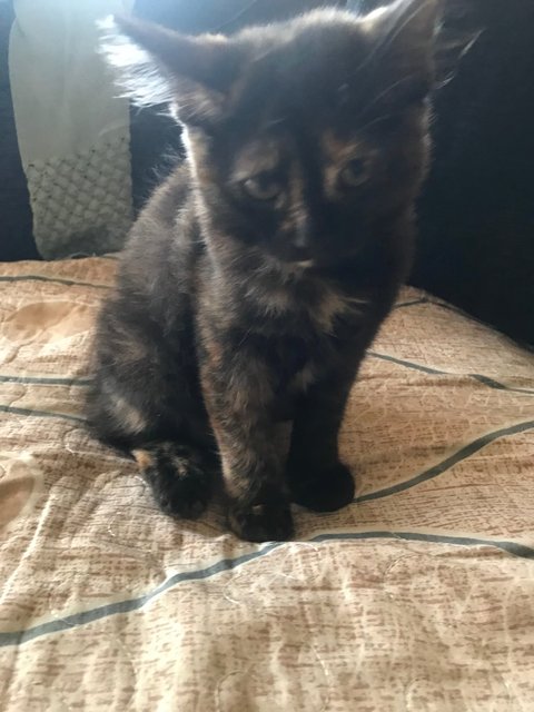 Mini Mucang - Tortoiseshell + Domestic Medium Hair Cat