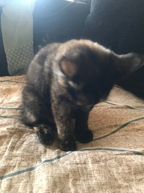 Mini Mucang - Tortoiseshell + Domestic Medium Hair Cat