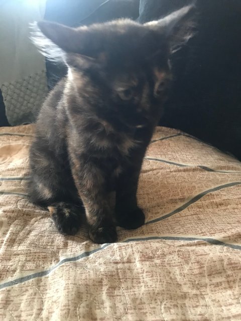 Mini Mucang - Tortoiseshell + Domestic Medium Hair Cat