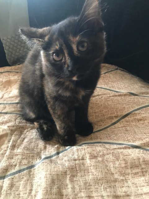 Mini Mucang - Tortoiseshell + Domestic Medium Hair Cat