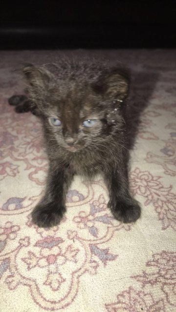 Bleckie - Domestic Long Hair Cat