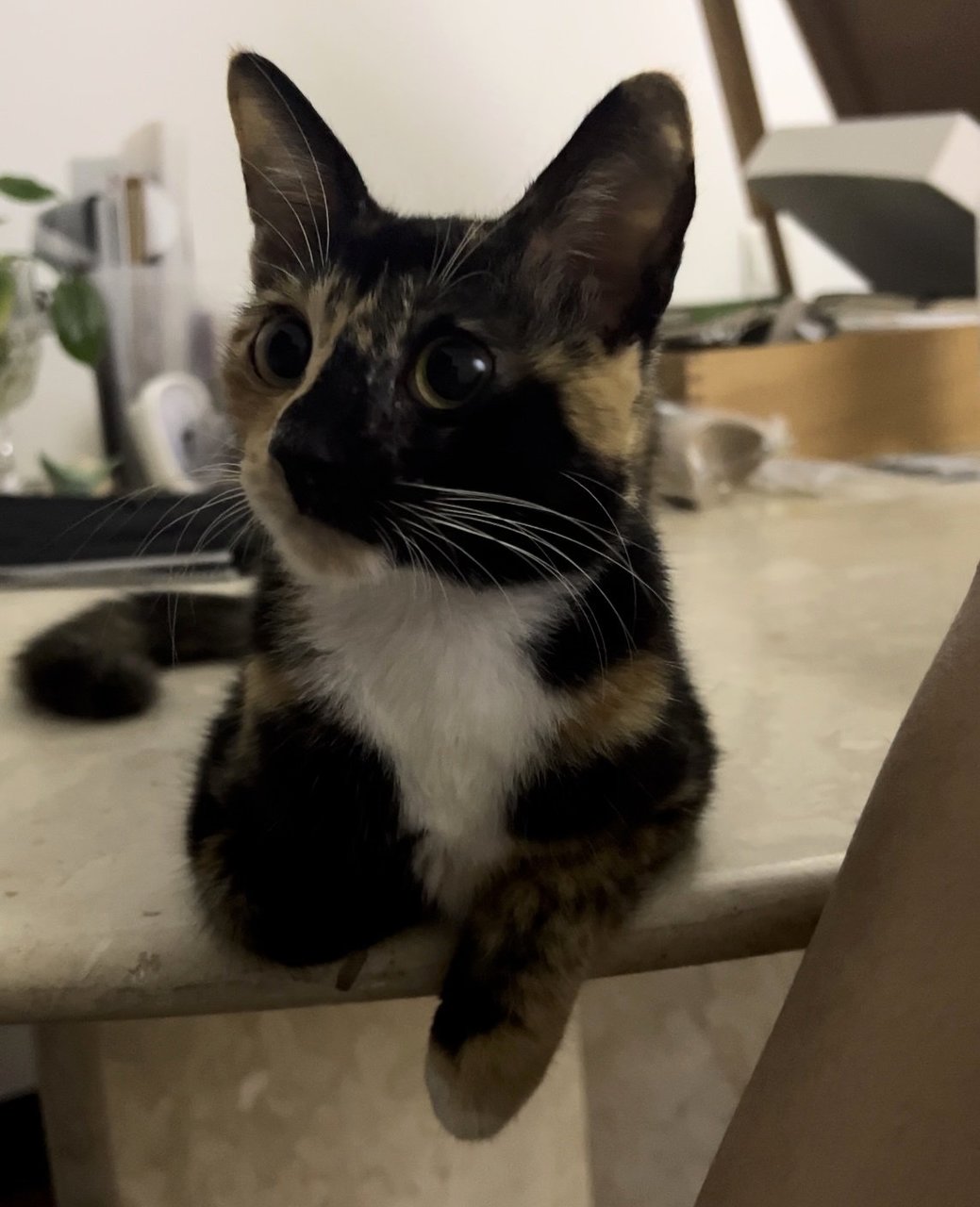 Lola - Domestic Short Hair + Calico Cat