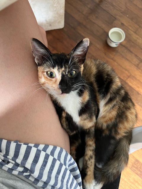 Lola - Domestic Short Hair + Calico Cat