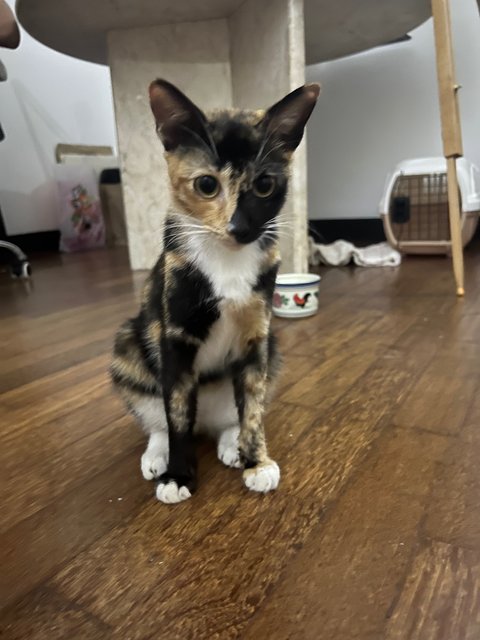 Lola - Domestic Short Hair + Calico Cat