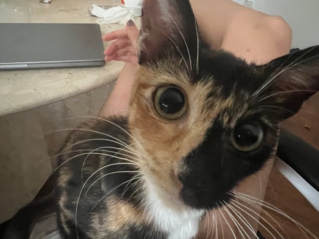 Lola - Domestic Short Hair + Calico Cat