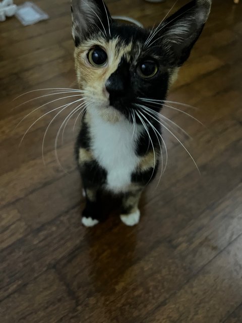 Lola - Domestic Short Hair + Calico Cat