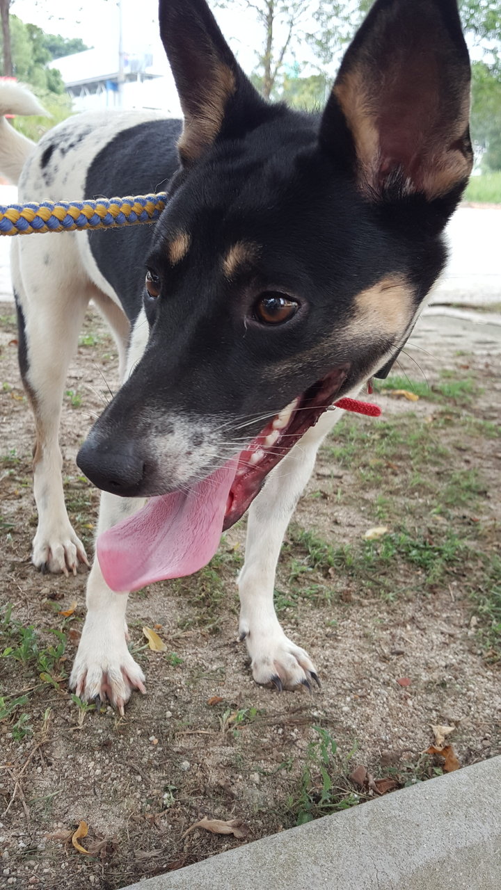 Paris - Mixed Breed Dog