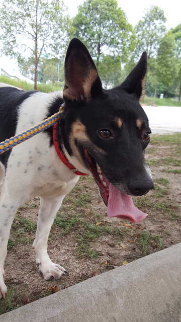 Paris - Mixed Breed Dog
