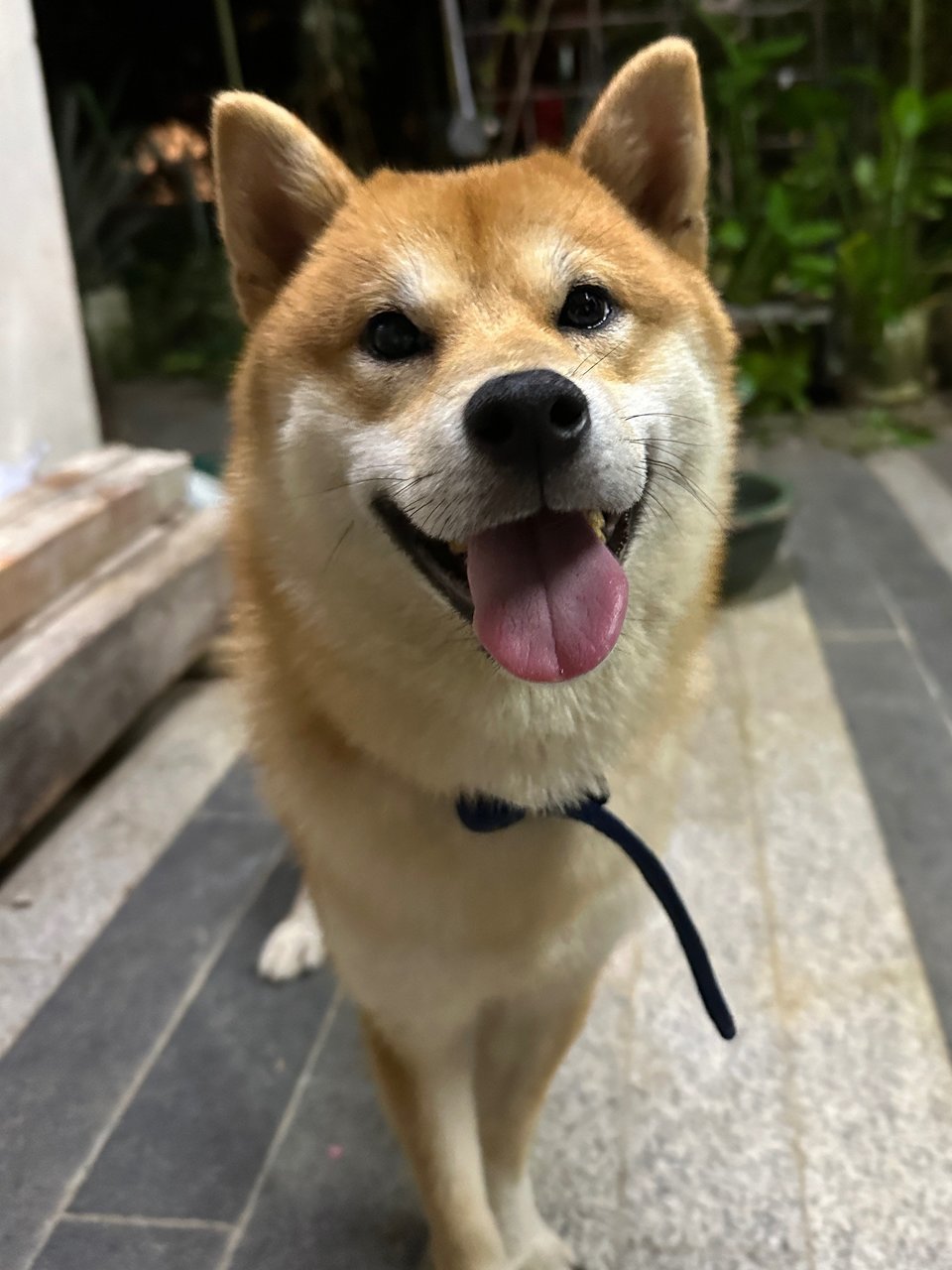 Roti - Shiba Inu Dog