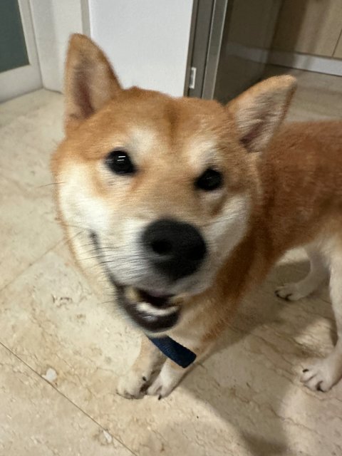 Roti - Shiba Inu Dog