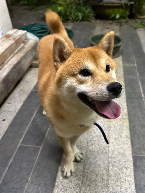 Roti - Shiba Inu Dog