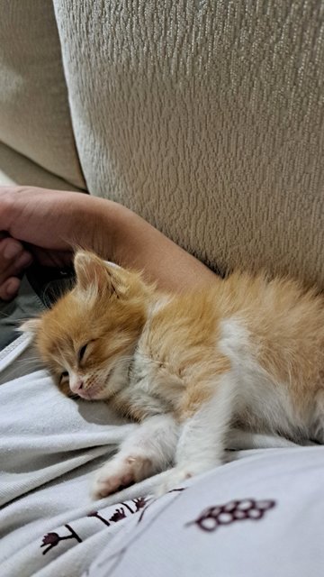 Pumpkin - Domestic Medium Hair Cat