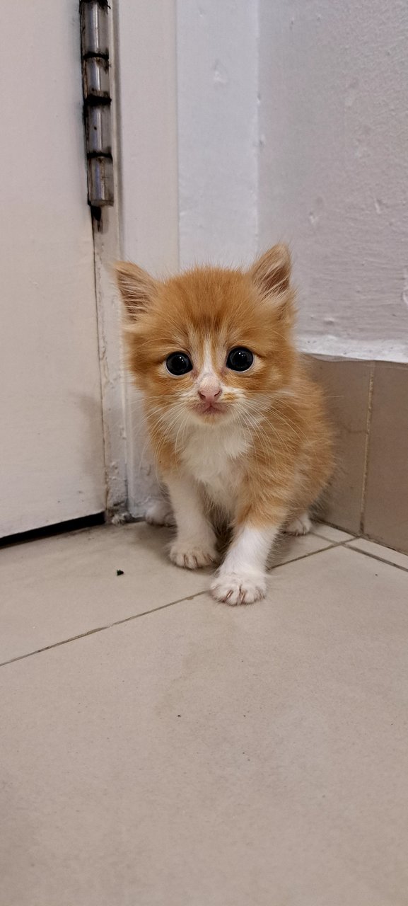 Pumpkin - Domestic Medium Hair Cat