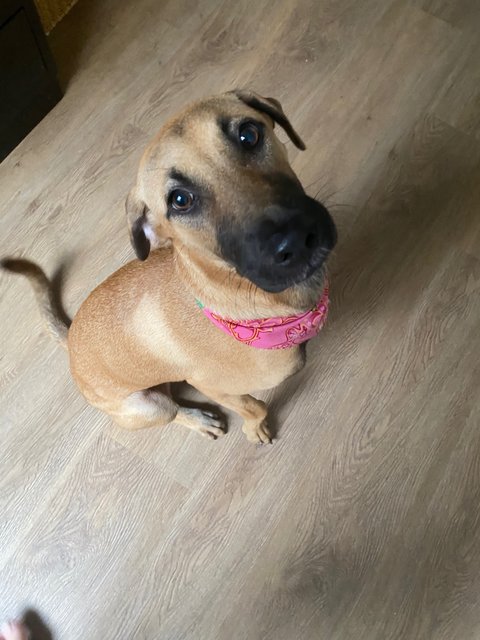 Phoebe - Mixed Breed Dog