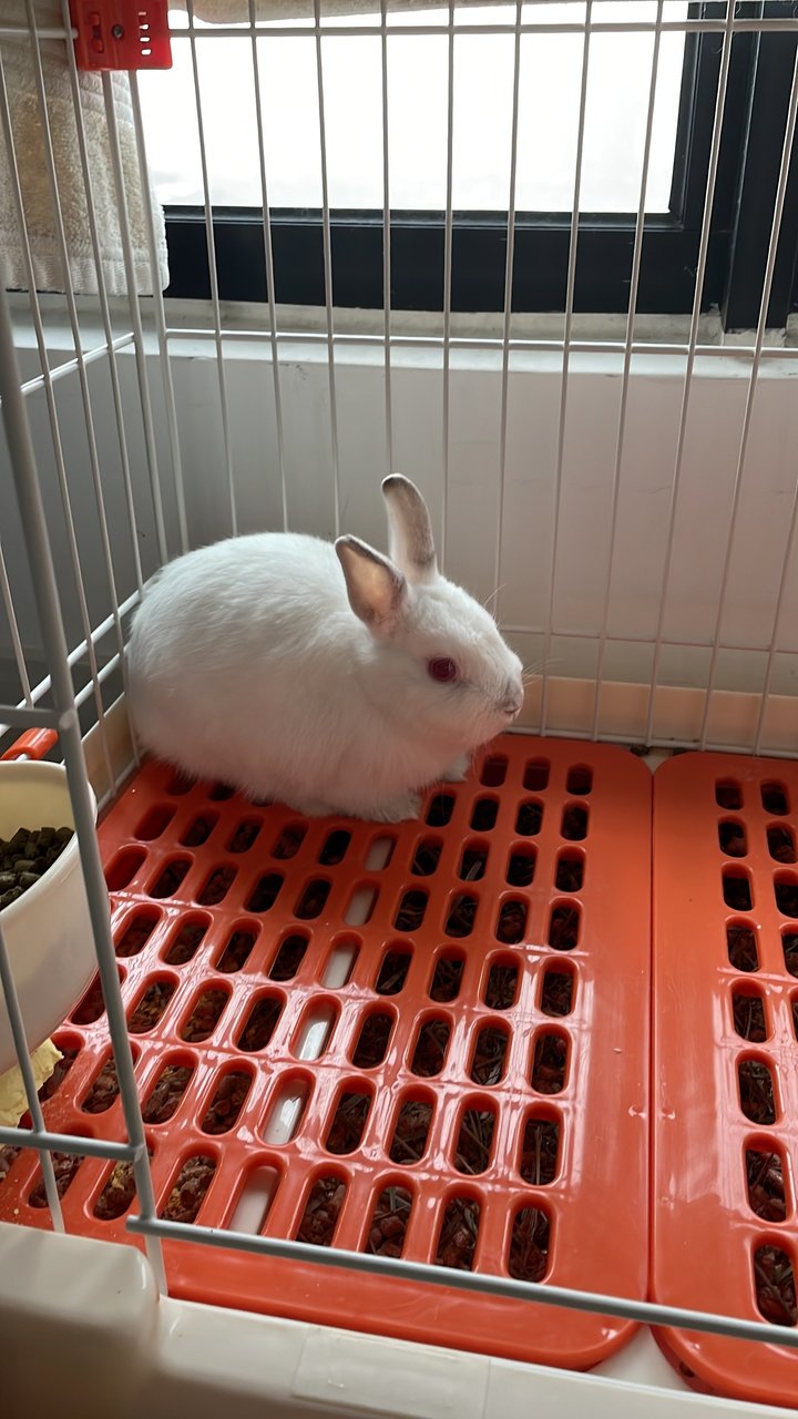 Bakri - Dwarf Rabbit