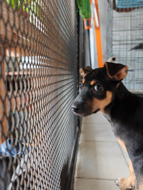 Mini  - Mixed Breed Dog