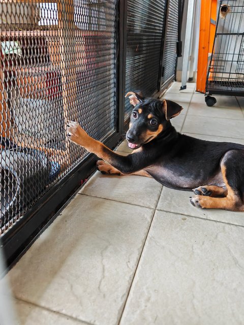 Mini  - Mixed Breed Dog