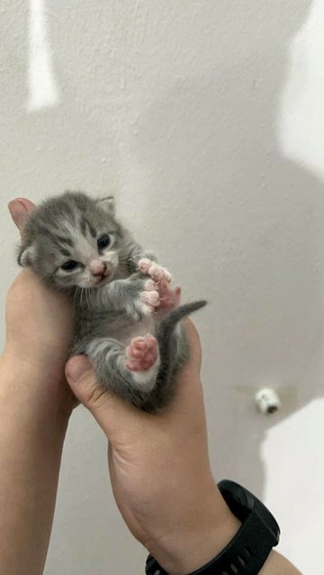 Jim - British Shorthair Cat