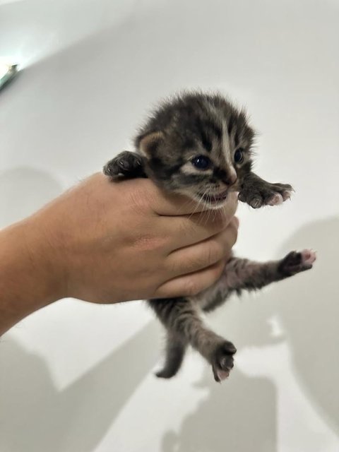 Jim - British Shorthair Cat