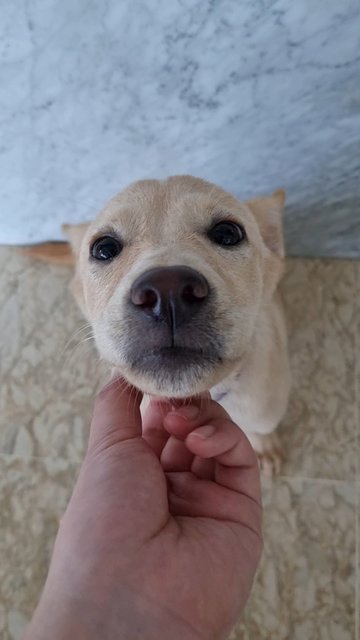 Gula Melaka - Mixed Breed Dog