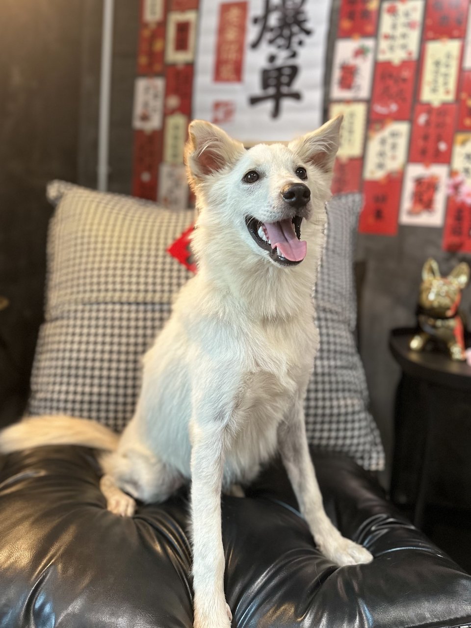 Charlie - Spitz Mix Dog