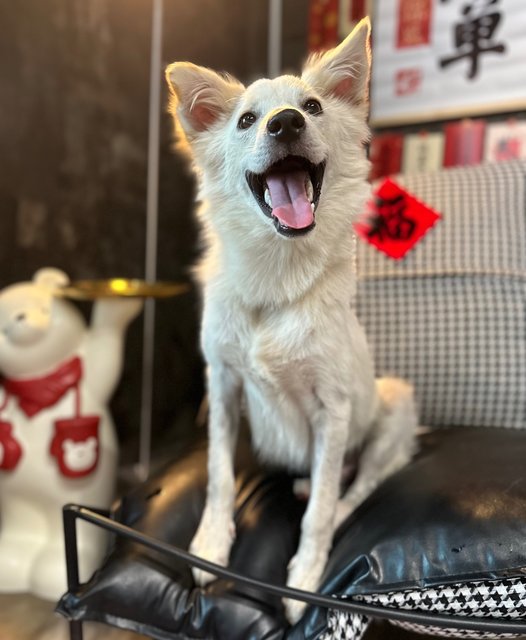 Charlie - Spitz Mix Dog