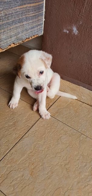 Puppy Girls - Mixed Breed Dog