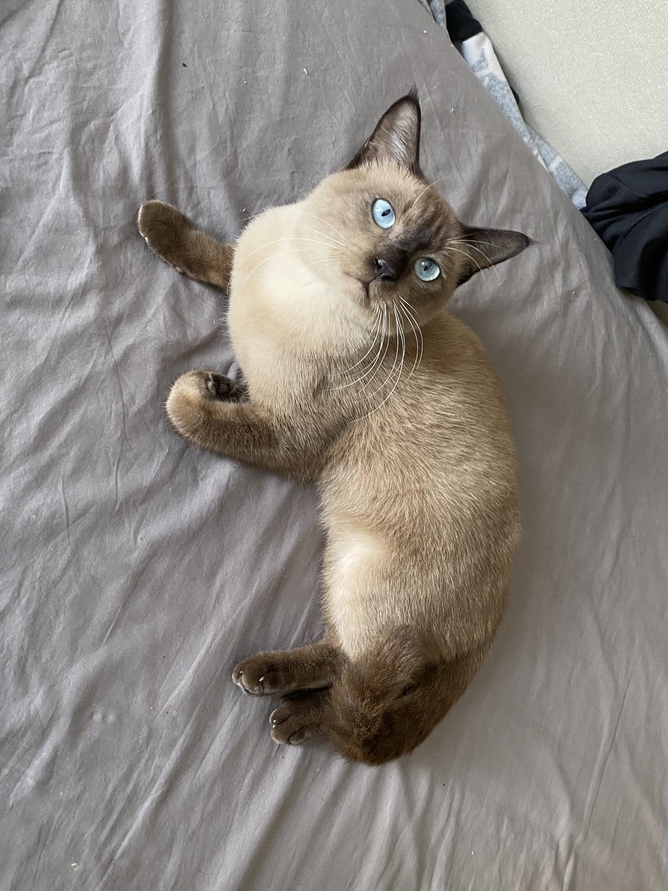 Sami - Siamese Cat