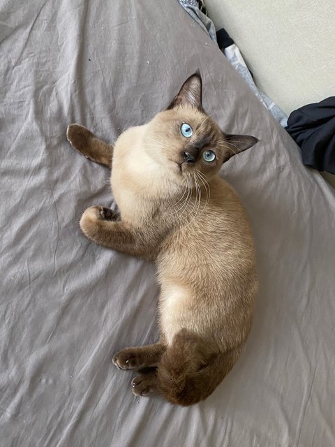 Sami - Siamese Cat