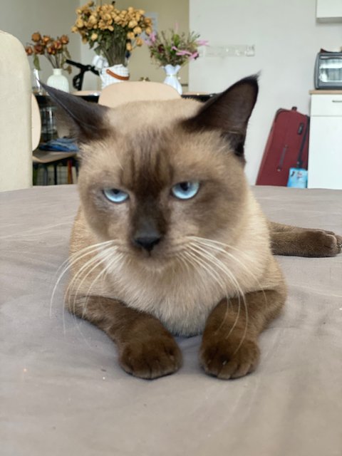 Sami - Siamese Cat