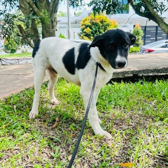 Dot Dot - English Pointer Mix Dog